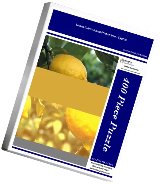 Lemon (Citrus limon) Fruit on tree - Cyprus