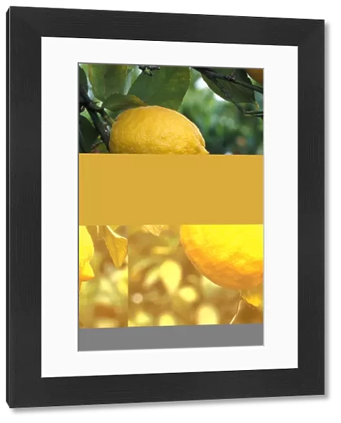 Lemon (Citrus limon) Fruit on tree - Cyprus