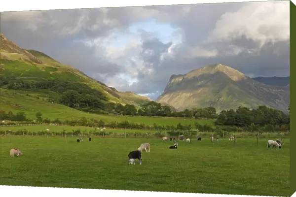 View of upland valley pasture with sheep grazing, Buttermere, Lake District, Cumbria, England, july
