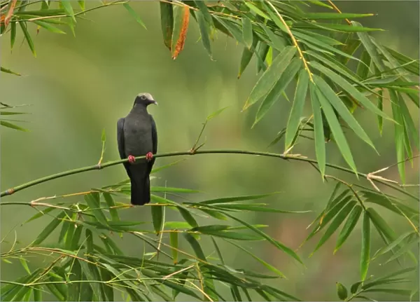 White-crowned Pigeon (Patagioenas leucocephala) adult, perched on bamboo, Ecclesdown Road, Jamaica, march
