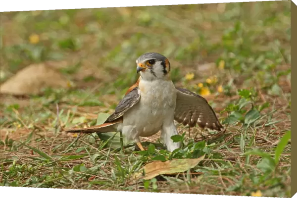 American Kestrel (Falco sparverius) adult male, snatching prey on ground, Hope Gardens, Jamaica, april