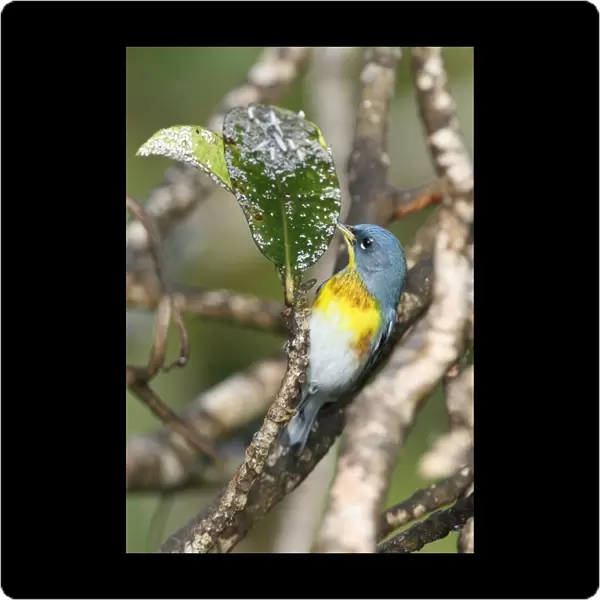 Northern Parula (Parula americana) adult male, feeding on insects, Port Antonio, Jamaica, march