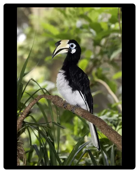 Oriental Pied Hornbill (Anthracoceros albirostris) adult female, perched on branch, Indonesia, march