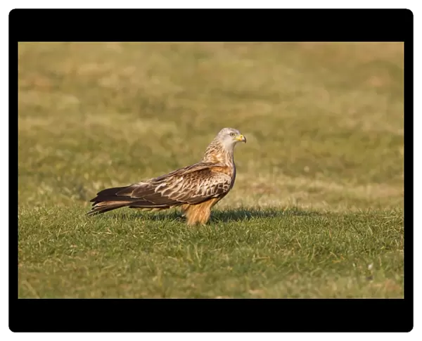 Red Kite (Milvus milvus) adult, standing on ground at feeding station, Gigrin Farm, Powys, Wales, march