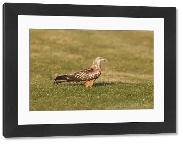 Red Kite (Milvus milvus) adult, standing on ground at feeding station, Gigrin Farm, Powys, Wales, march