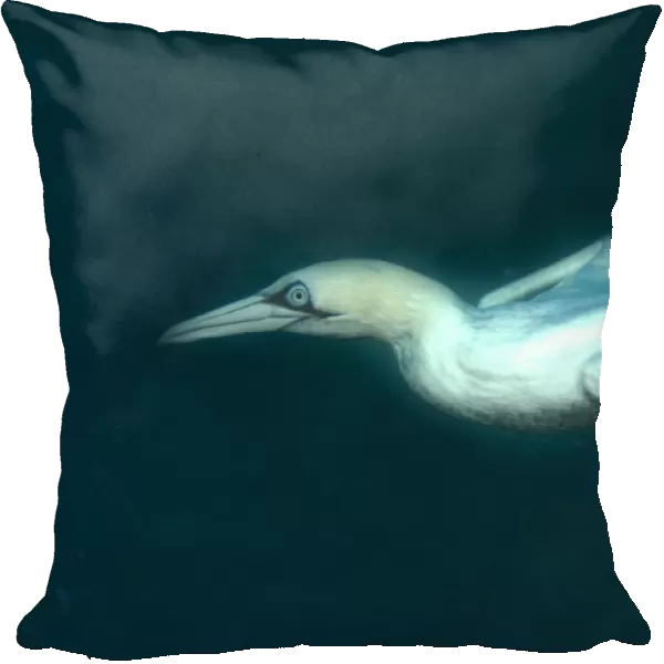 Cape Gannet (Morus capensis) adult, diving underwater to feed on baitball school of small bait fish, offshore Port St