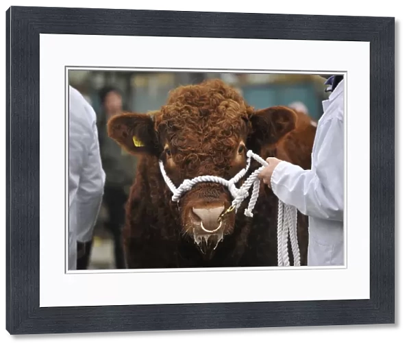 Domestic Cattle, Luing bull, close-up of head, being paraded by farmer prior to sale at market, Castle Douglas
