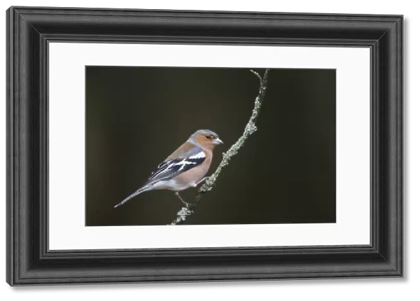 Chaffinch (Fringilla coelebs) adult male, perched on twig, New Forest N. P. Hampshire, England, february