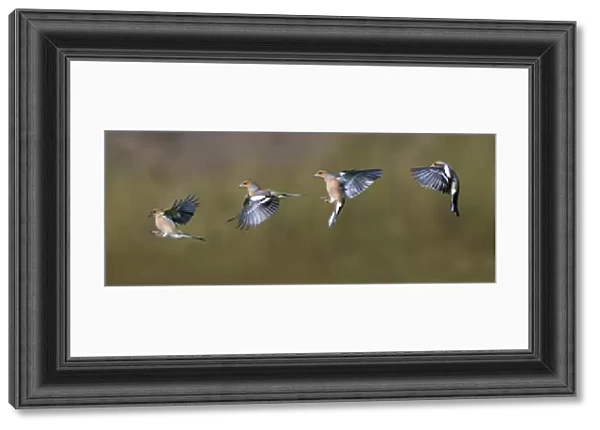 Chaffinch (Fringilla coelebs) adult male, flight sequence, Dumfries and Galloway, Scotland, march