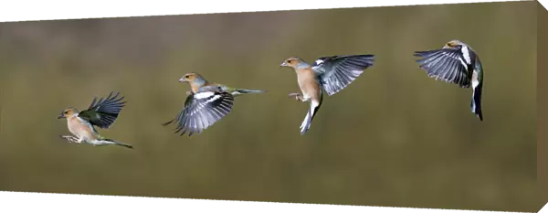 Chaffinch (Fringilla coelebs) adult male, flight sequence, Dumfries and Galloway, Scotland, march