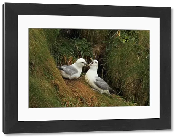 Northern Fulmar (Fulmaris glacialis) adult pair, in courtship display on cliff, Newquay, Cornwall, England, march