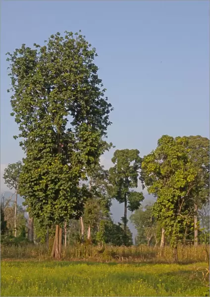 Recently partially cleared forest, with early stages of agriculture, Arunachal Pradesh, India, february