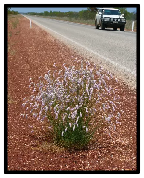 Horse Mulla Mulla (Ptilotus schwartzii) flowering, growing on road verge habitat, Western Australia, Australia