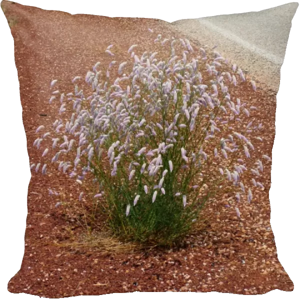 Horse Mulla Mulla (Ptilotus schwartzii) flowering, growing on road verge habitat, Western Australia, Australia