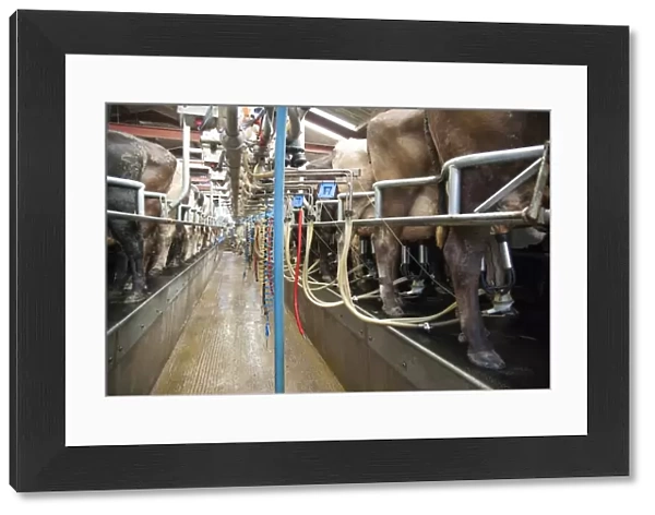 Dairy farming, milking parlour with Brown Swiss dairy cows being milked, Cheshire, England, march
