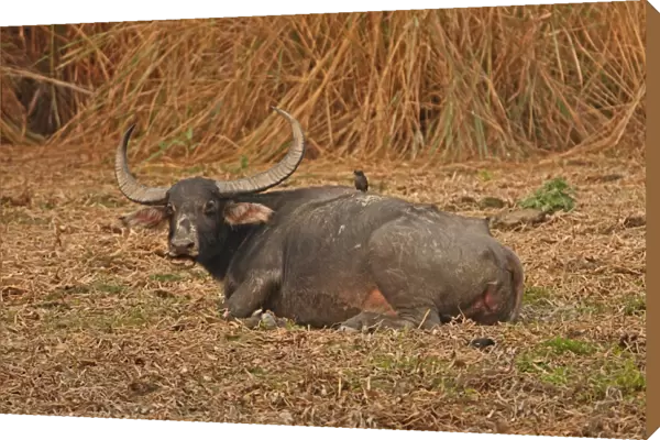 Wild Water Buffalo (Bubalus arnee fulvus) adult, chewing cud, resting on ground with Jungle Myna (Acridotheres fuscus)