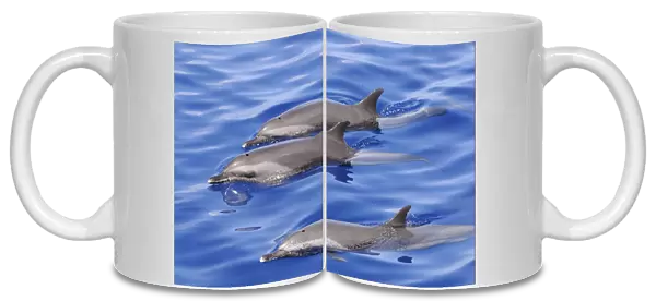 Pantropical Spotted Dolphin (Stenella attenuata) three adults, swimming at surface of water, Maldives, march