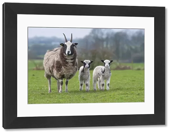 Domestic Sheep, Jacob Sheep, ewe with lambs, standing in pasture, Longridge, Lancashire, England, march