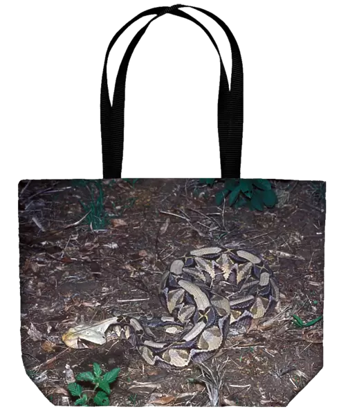 Gaboon Viper (Bitis gabonica) Curled up on ground - South Africa