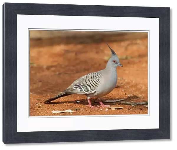 Crested Pigeon (Geophaps lophotes) adult, foraging on ground, Northern Territory, Australia