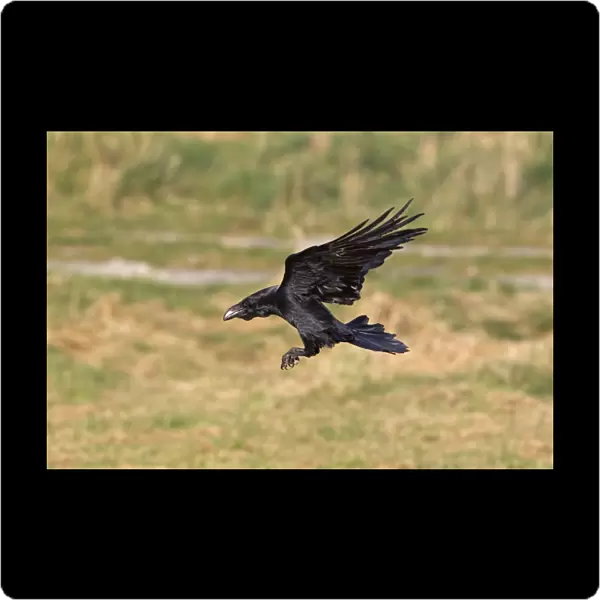 Common Raven (Corvus corax) adult, in flight, landing, Gigrin Farm, Powys, Wales, march
