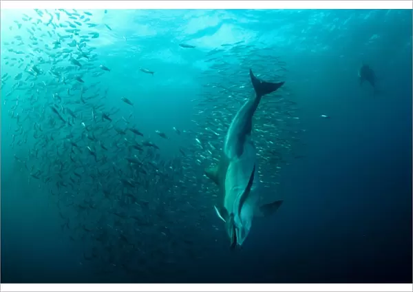 Long-beaked Common Dolphin (Delphinus capensis) two adults, feeding on baitball school of small bait fish