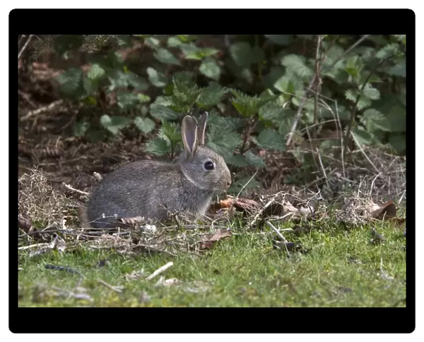 young Rabbit taken at RSPB Minsmere Suffolk