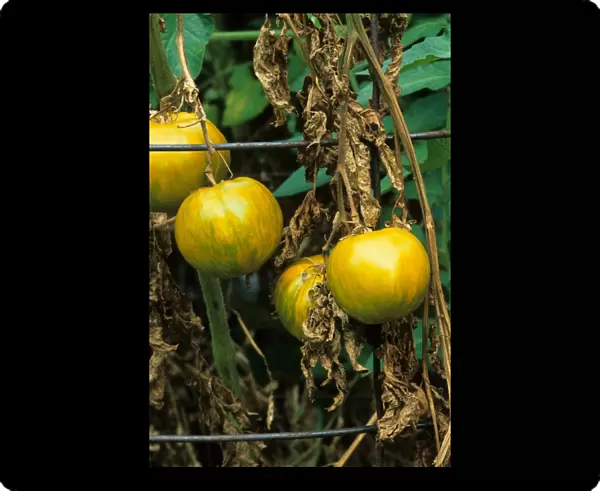Tomato (Solanum sp. ) Green Zebra, close-up of fruit, with Fusarium Wilt (Fusarium oxysporum lycopersici)