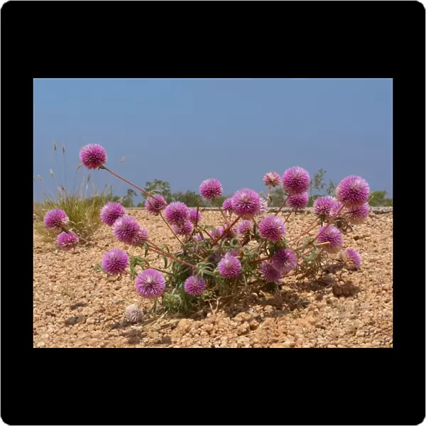 Batchelor Buttons (Gomphrena canescens) flowering, growing on road verge, Western Australia, Australia