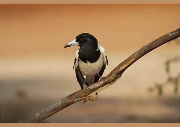 Pied Butcherbird (Cracticus nigrogularis) adult, perched on branch, Northern Territory, Australia
