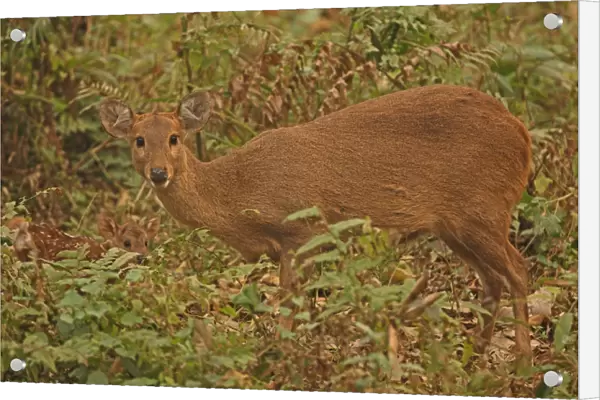 Hog Deer (Axis porcinus porcinus) adult female with young fawn, standing in vegetation, Kaziranga N. P