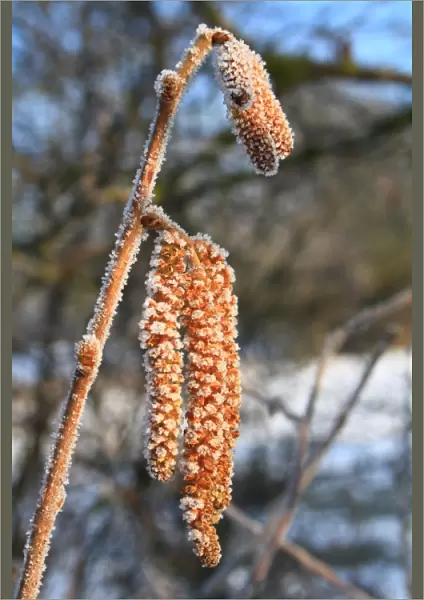Common Hazel (Corylus avellana) close-up of male catkins, covered with frost in snow covered hedgerow, Bacton, Suffolk