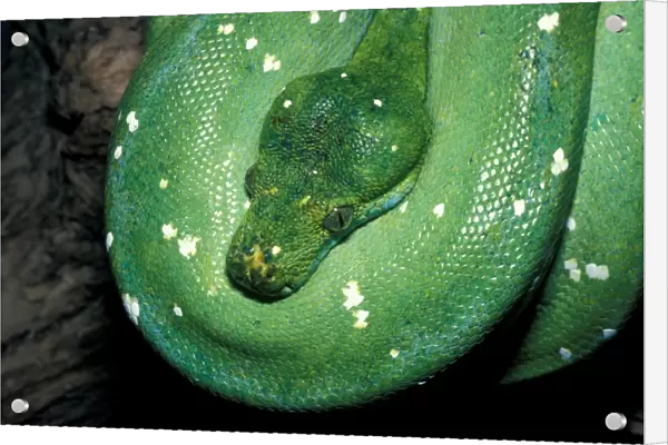 Green Tree Python (Chondroptyhon viridis) Native New Guinea  /  coiled