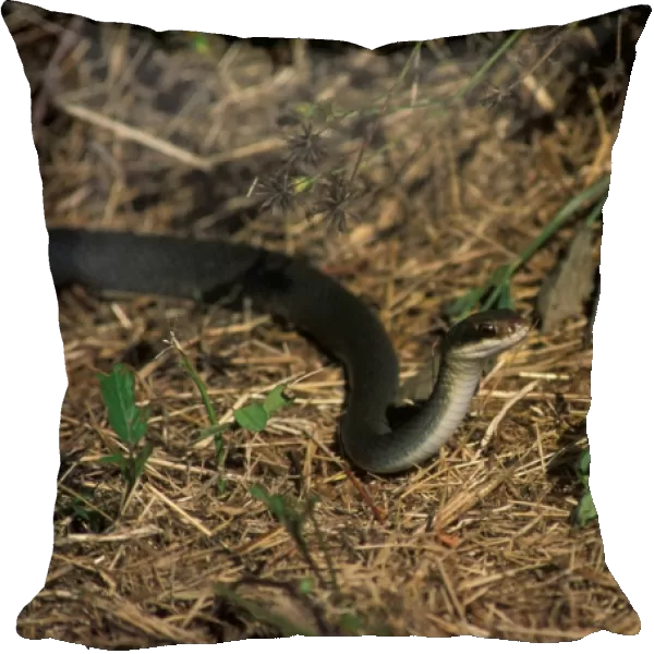Everglades Racer Snake(Coluber constrictor paludicola)