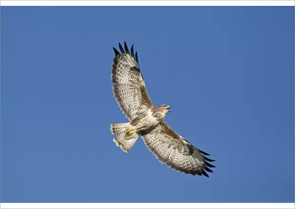 Common Buzzard (Buteo buteo) adult, calling in flight, Gigrin Farm, Powys, Wales, march