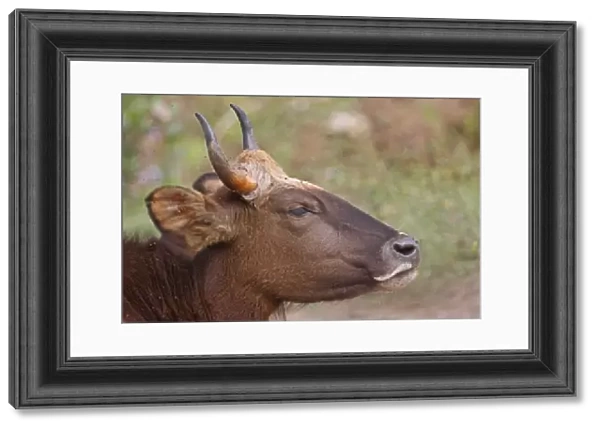 Gaur (Bos gaurus gaurus) immature, close-up of head, flicking ears whilst being bothered by flies, Nameri, Assam