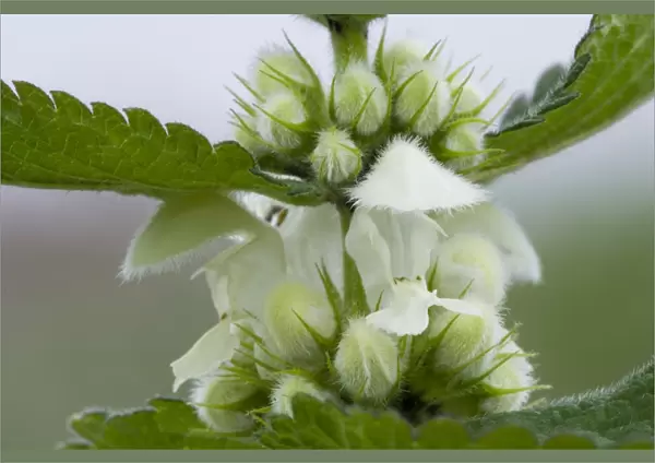 White Dead-nettle (Lamium album) close-up of flowers and flowerbuds, Crossness Nature Reserve, Bexley, Kent, England