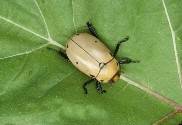 Grapevine Beetle (Pelidnota punctata) adult, resting on leaf, U. S. A