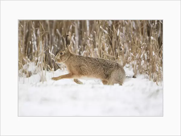 European Hare (Lepus europaeus) adult, running on snow at edge of reedbed, Suffolk, England, february