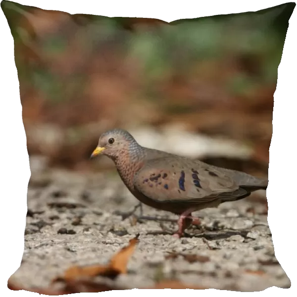 Common Ground-dove (Columbina passerina jamaicensis) adult male, walking on road, Port Antonio, Jamaica, march