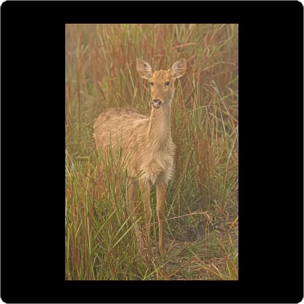 Swamp Deer (Rucervus duvaucelii duvaucelii) soft-ground form, adult female, standing on damp grassland in morning mist