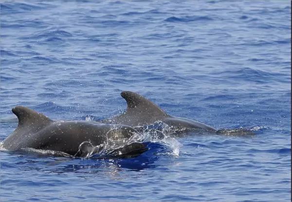 Short-finned Pilot Whale (Globicephala macrorhynchus) two adults, surfacing from water, Maldives, march