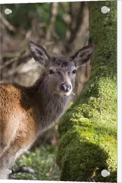 Red Deer hind in woodland on Islay Scotland