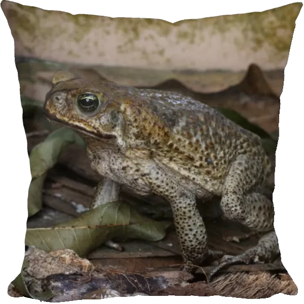 Cane Toad (Rhinella marinus) introduced species, adult, foraging in garden, Linstead, Jamaica, april
