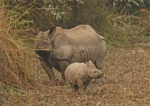 Indian Rhinoceros (Rhinoceros unicornis) adult female with calf, feeding, Kaziranga N. P. Assam, India, january