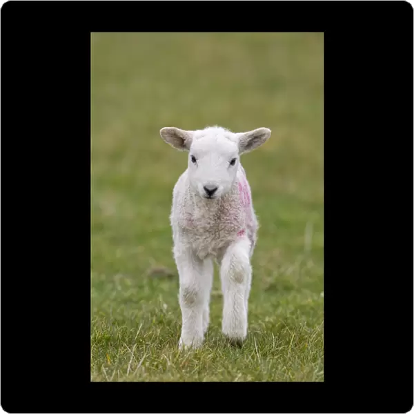 Domestic Sheep, mule lamb, four-days old, standing in pasture, Suffolk, England, february
