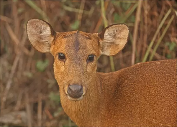 Hog Deer (Axis porcinus porcinus) adult female, close-up of head, Kaziranga N. P. Assam, India, january