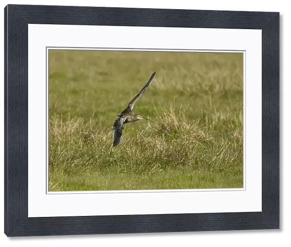 Eurasian Curlew (Numenius arquata) adult, in flight, landing, Shetland Islands, Scotland, June
