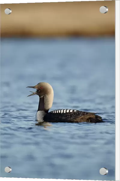 Pacific Diver (Gavia pacifica) adult, breeding plumage, calling on water, Nunavut, Canada, July