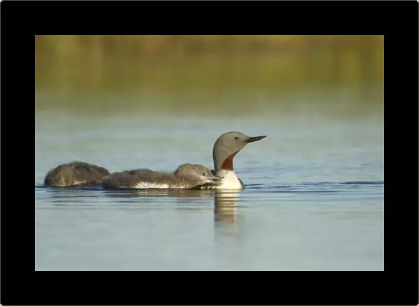 Red-throated Diver (Gavia stellata) adult, breeding plumage, with two chicks, swimming, Iceland, June